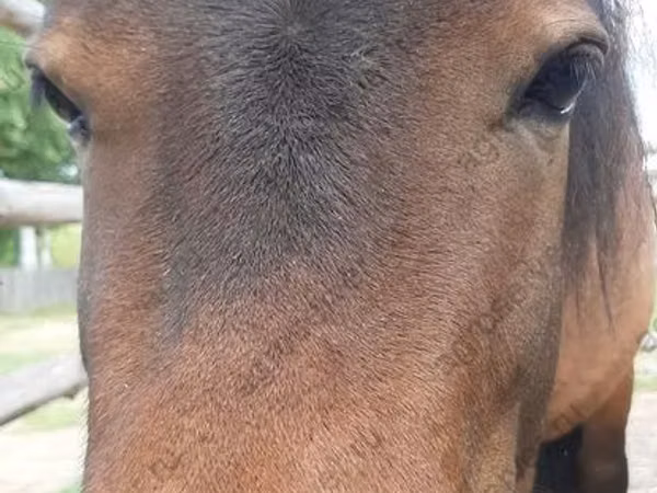 Jument, American shetland pony