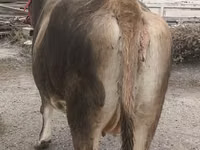 Vaca, Swiss cattle — foto 8