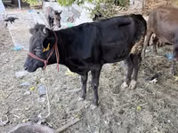 Banteng, Aberdeen-Angus — foto 2