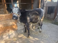 母牛, Belgian Blue — 照片 3