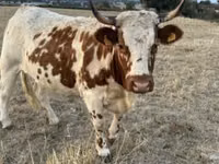 Vaca, Raza de vaca — foto 2
