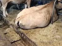 雌牛, Aubrac cattle — 写真 2