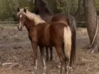 雌馬, Haflinger — 写真 5