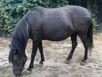 فرس, Hucul pony — الصورة 6