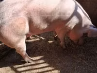 Cerdos (lote, sexo no especificado) — foto 1