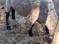 Widder, White Suffolk sheep — Foto 4