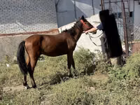 حصان, Anglo-Arabian — الصورة 4