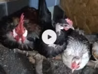 Chickens — foto 1