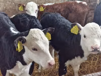 Cattle (batch, sex not specified), Simmental cattle — photo 2