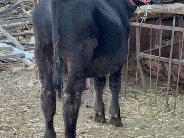Banteng, Aberdeen-Angus