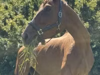 雌馬, Polish pony — 写真 6