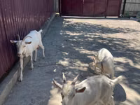 Chèvre, Russian White goat — photo 2