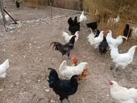 Gallo de pelea de fosa australiano — foto 3