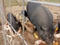 Babi betina — foto 2