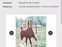 Kuda jantan, Arabian horse — foto 5