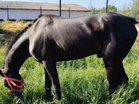 馬（ロット、性別未指定）, Hanoverian — 写真 6