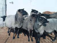 Domba betina, Romanov sheep — foto 4
