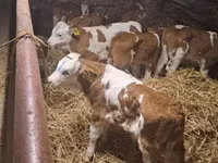 मवेशी (लॉट, लिंग निर्दिष्ट नहीं), Simmental cattle — फ़ोटो 1