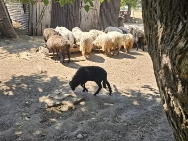 雄羊, Racka sheep