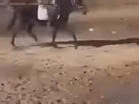 Caballo, Hungarian horse breed — foto 8