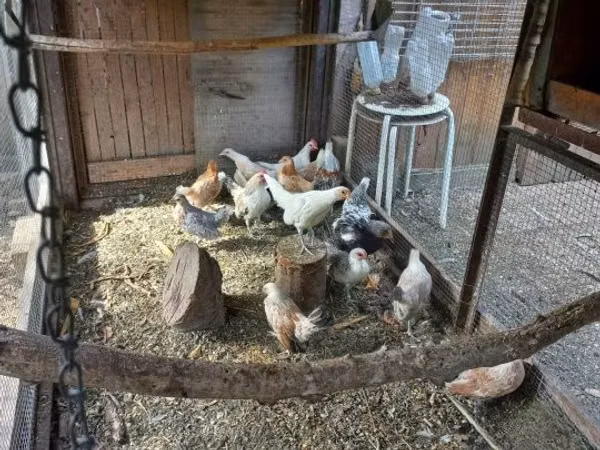 ダッチ バンタム