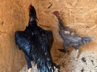Chickens — photo 4