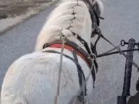 雄馬, Shetland Pony — 写真 2