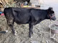 Banteng, Aberdeen-Angus — foto 1