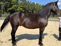 Cheval, Chevaux — photo 2