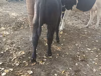 गाय, गोलस्टीन नस्ल — फ़ोटो 7