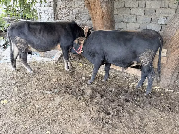 Toro, Ganado vacuno