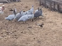 Guinea fowl — 写真 2