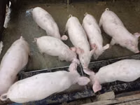 Babi jantan, Pigs — foto 1