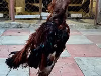 Chickens — الصورة 2