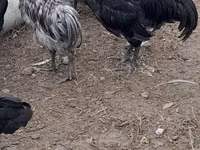 Gallo de pelea de fosa australiano — foto 4