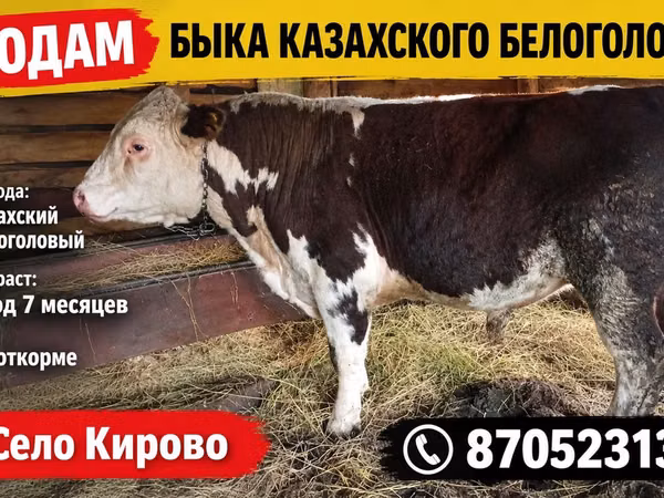 Banteng, White-headed Ukrainian