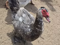 إيست إندي — الصورة 7