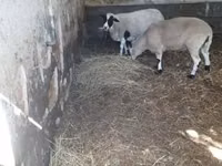 Widder, Dorper sheep — Foto 4