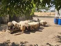Domba jantan, Racka sheep — foto 3