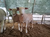 Sheep, Ile-de-France sheep — photo 3