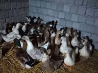 American Pekin — photo 1