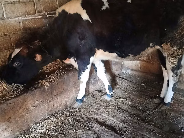 Vaca, Simmental cattle