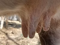 Sapi, Alatau breed — foto 2