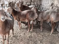 Domba jantan, Arashan sheep — foto 2