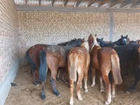 Cheval, Horse breed — photo 3