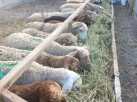 Sheep, Sheep — photo 2