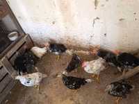 Chickens — Foto 5