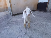 Ziegenbock, Nubian Goat — Foto 5