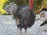 Turkeys — 写真 2
