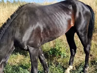 馬（ロット、性別未指定）, Hanoverian — 写真 5